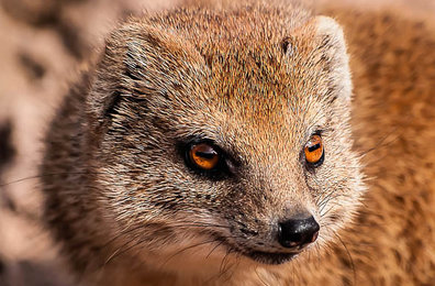 Fuchsmanguste, Foto: Michael Geller
