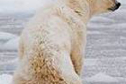 Ein Eisbär sitzt an der Hudson Bay