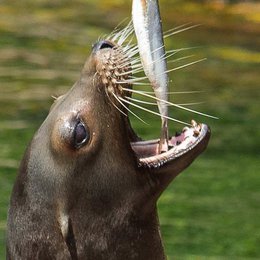 Kalifornischer Seelöwe, Foto: Ulrike Reich Zmarsly