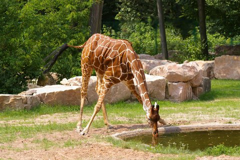 Tiergarten trauert um Giraffe Lilli, Foto: Tiergarten Nürnberg
