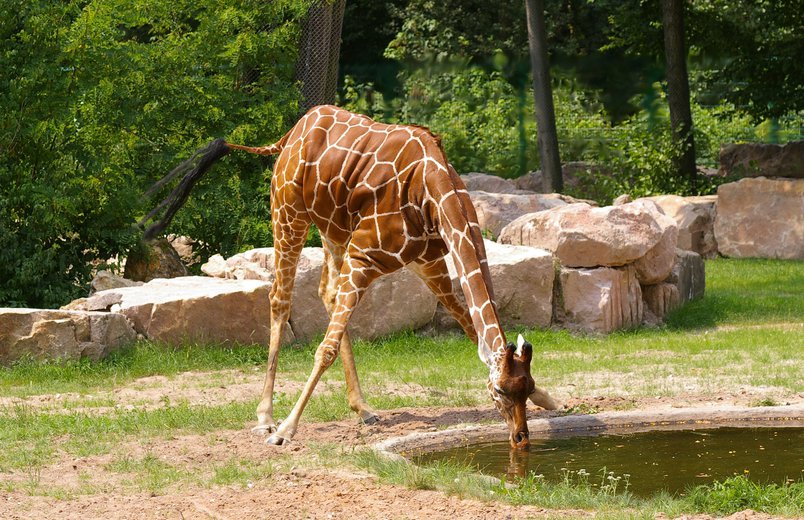 Tiergarten trauert um Giraffe Lilli, Foto: Tiergarten Nürnberg