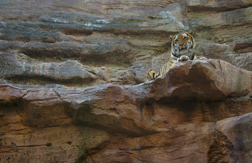 Tigerin "SIGENA"