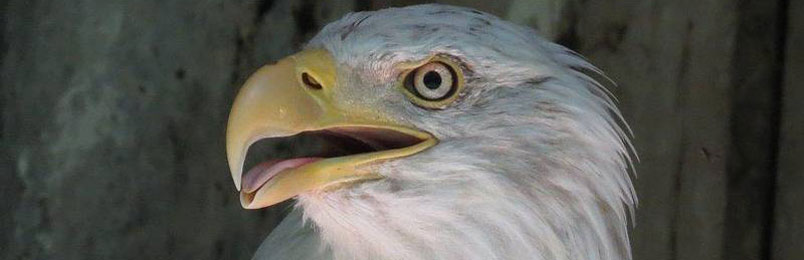 Adler